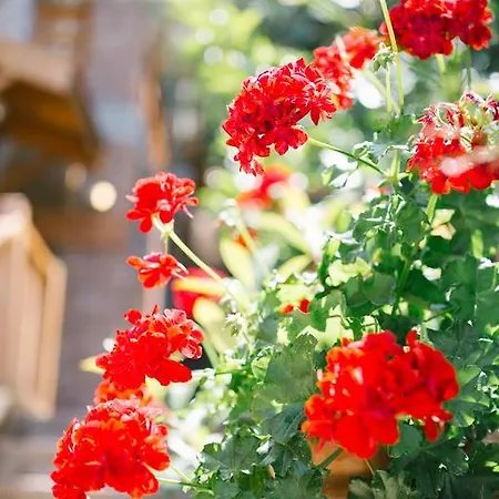 فندق Karia Bel - للبالغين فقط